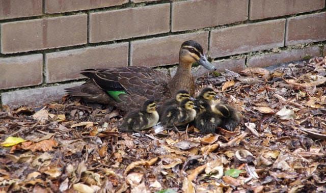 Duck Rescue - 2020 post image