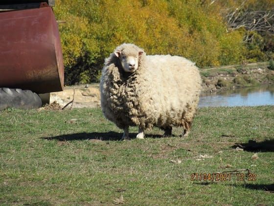 Get shearing done to prevent animal welfare issues post image