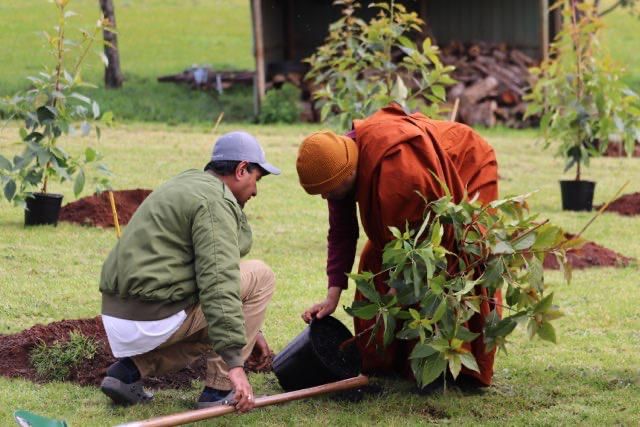 Trees celebrate jubilee at Ripplebrook post image