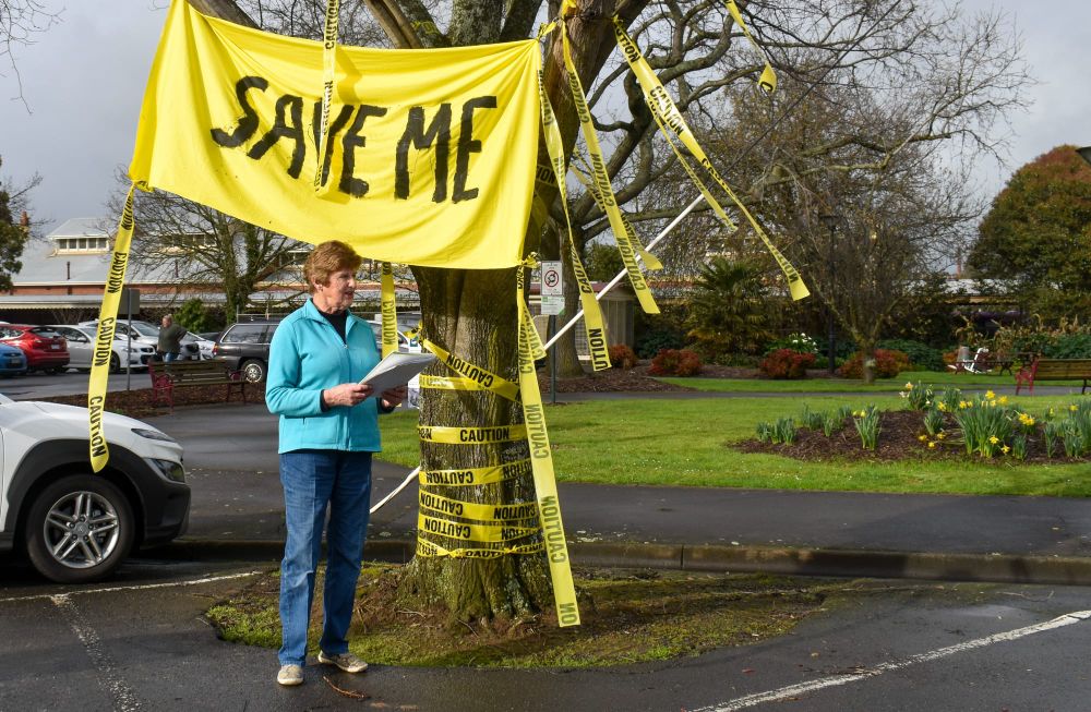 Removal of heritage elms postponed post image