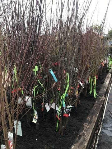 Bare Root Trees - 06.06.2023 post image