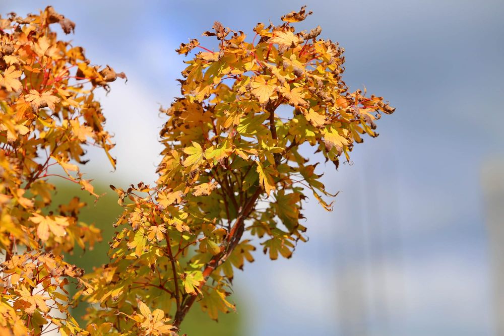 Nominate trees for protection post image