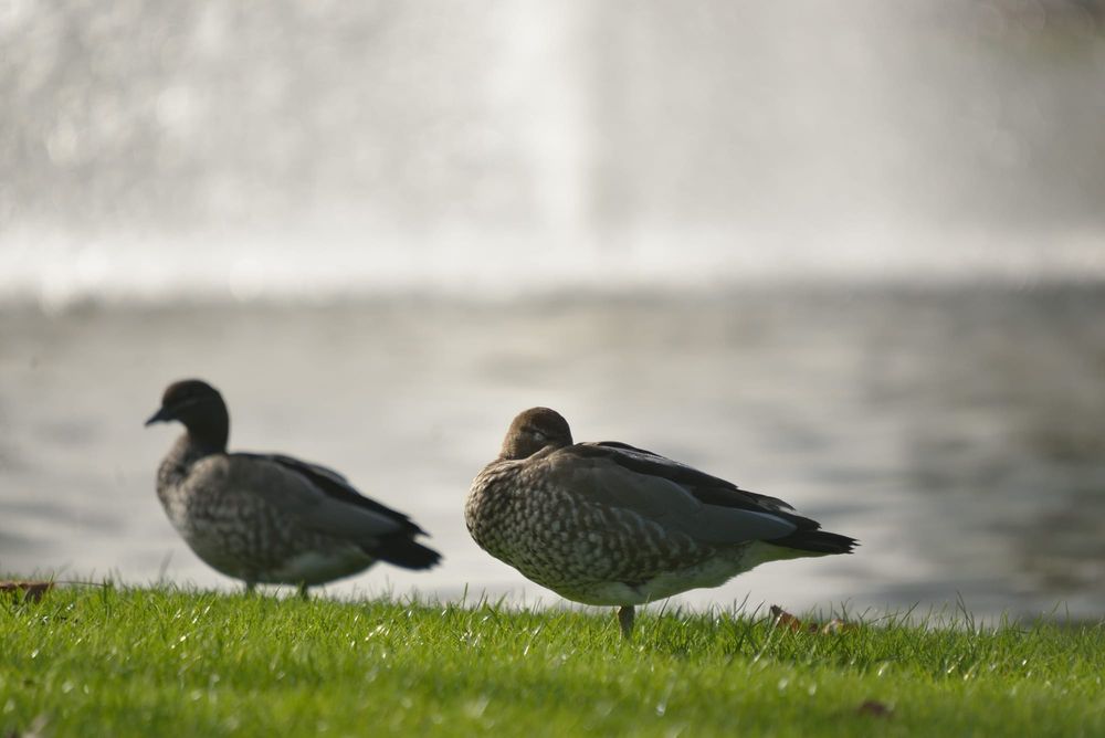 Go ahead for duck hunting season post image