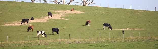 Cattle ear tag probe with links to West Gippsland post image
