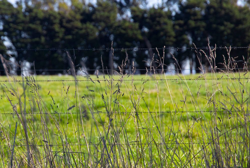 Weed survey for landholders post image