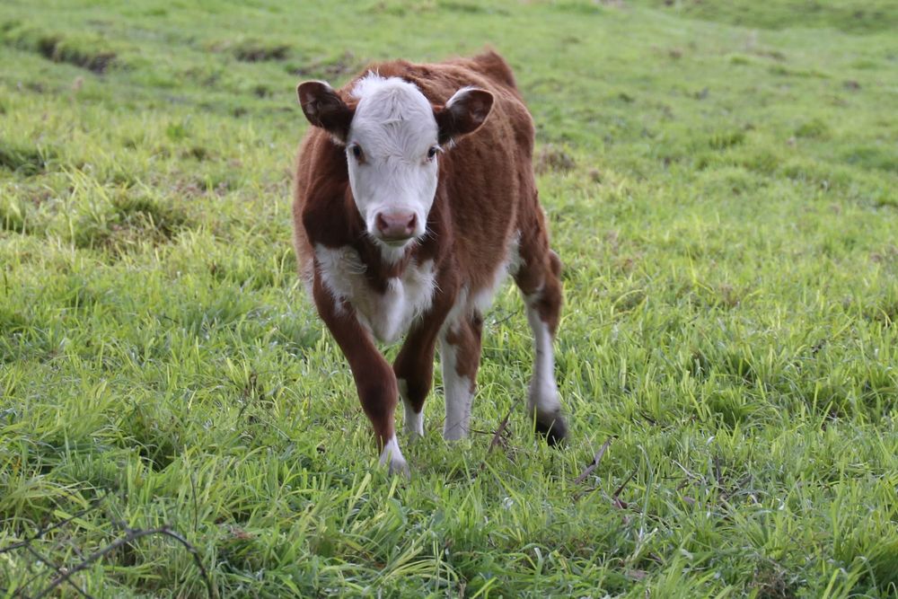 Lardner Park proposal aims to rescue calf market post image