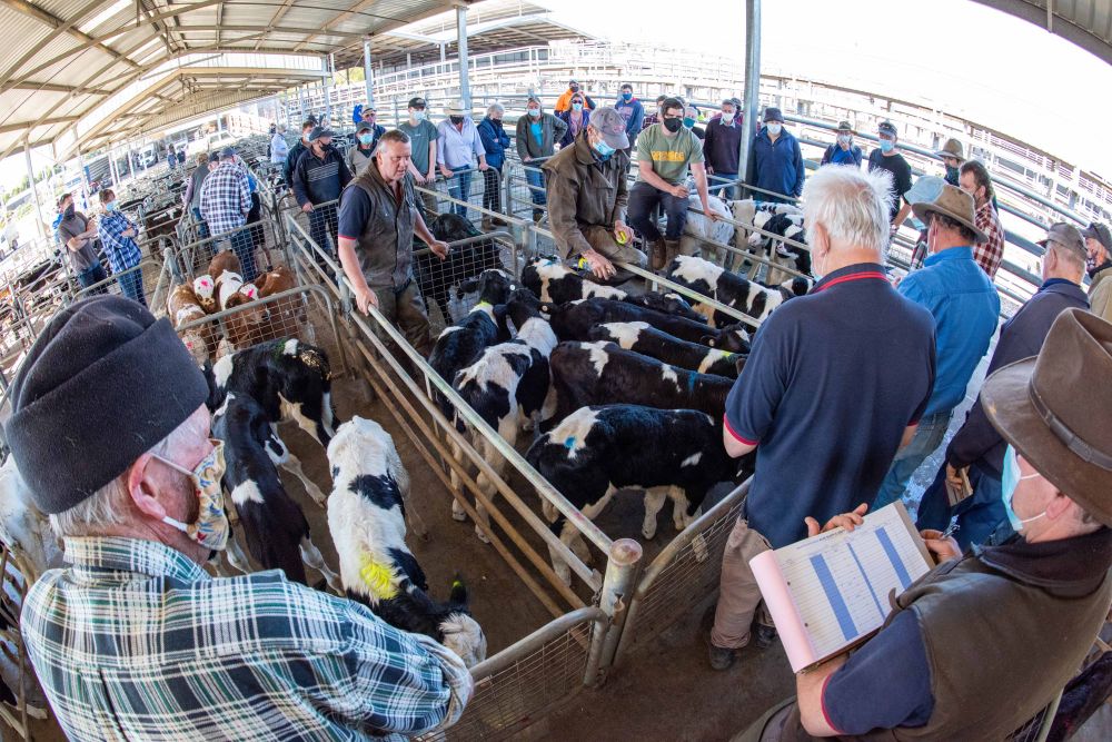 Farmers desperate to save Warragul weekly calf market post image