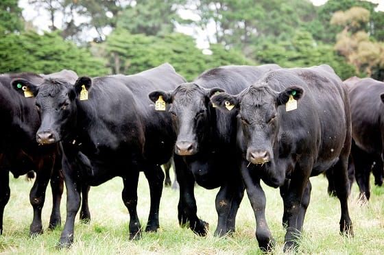 Update your PIC for tracing post image