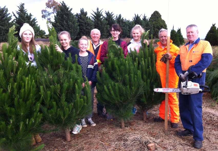 Tree sales a Christmas bonanza post image