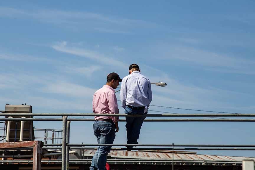 Last pens of cattle sold at Warragul Saleyards post image