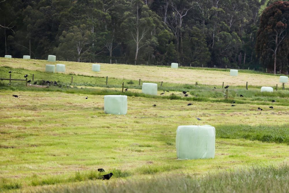 A bumper season post image