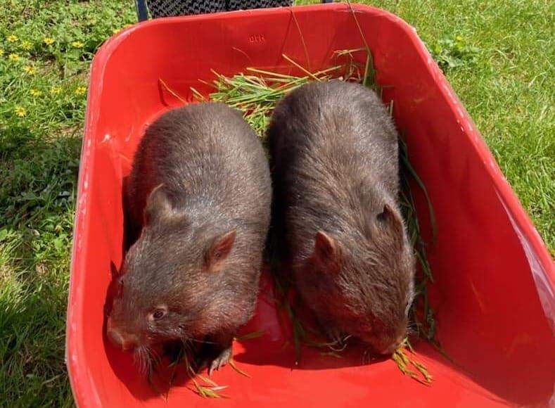 Lions club helps out unusual request post image