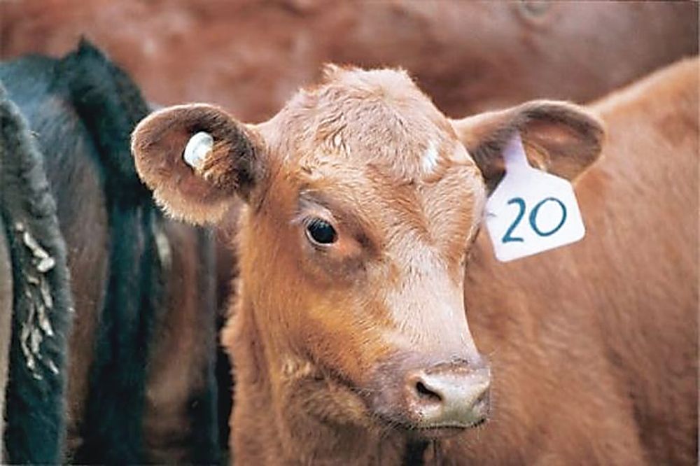 Top tips for calving season post image