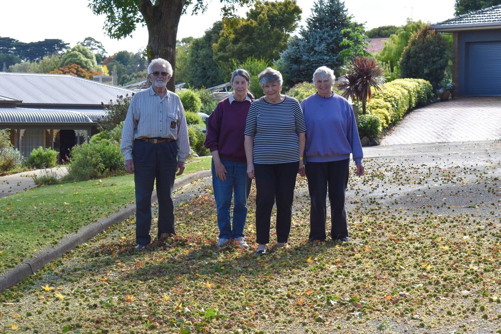 Seedpod problem post image