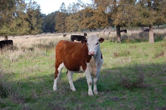 Monitor for staggers post image