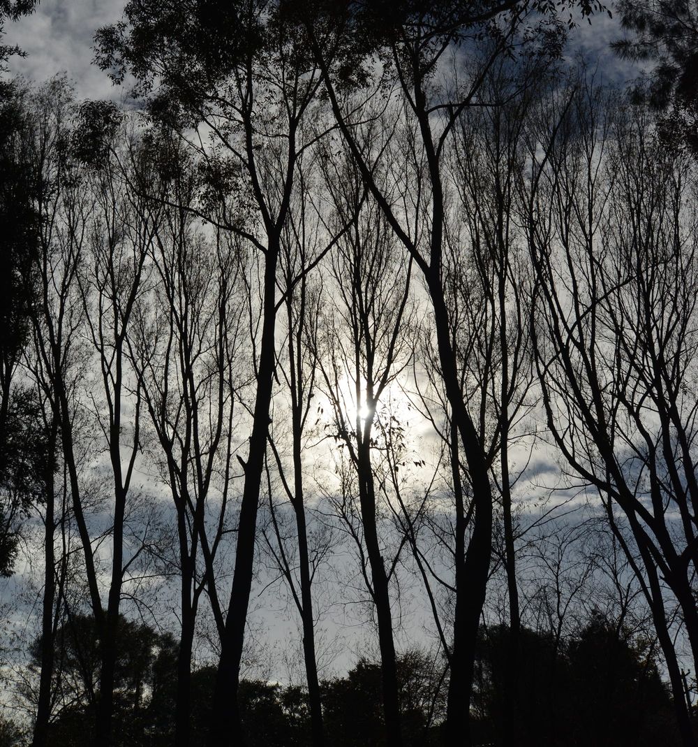 Warragul men fined for illegally removing firewood post image