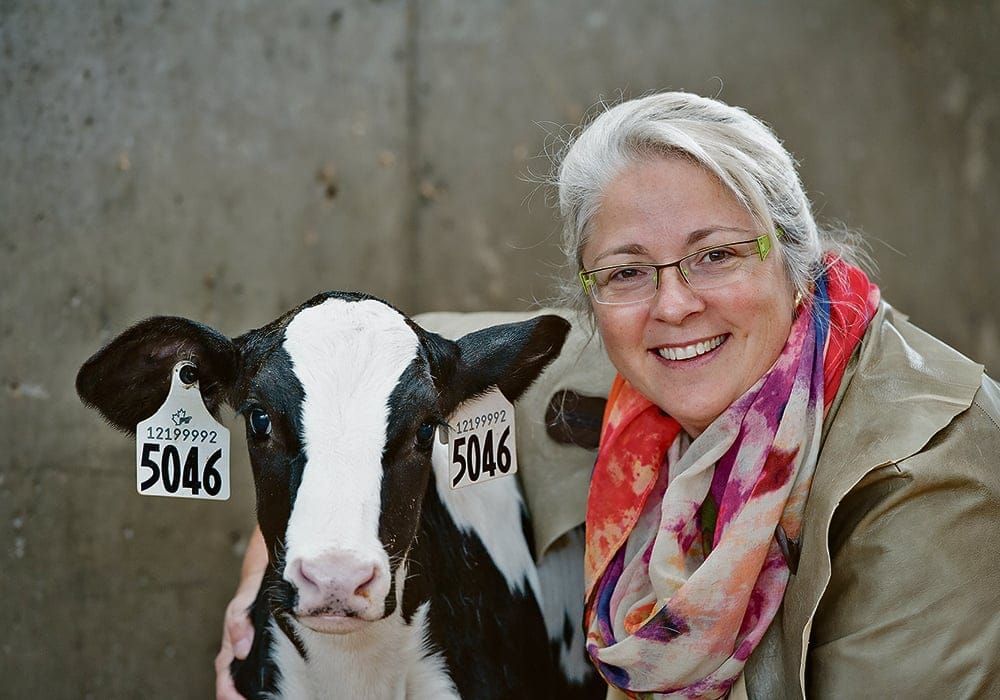Focus on calf and cattle welfare post image