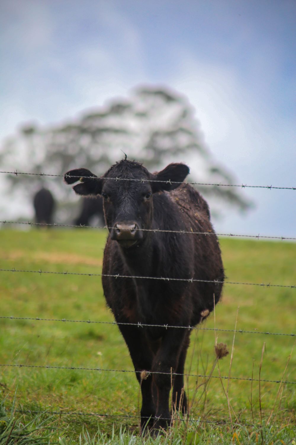 Saleyards finally gets green light post image
