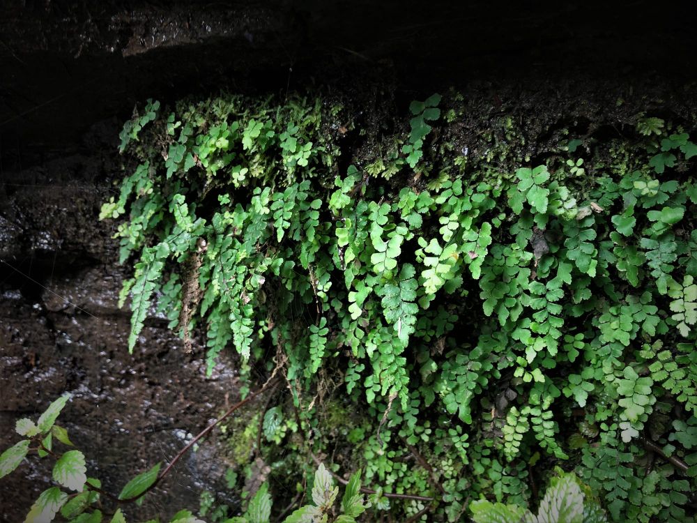 Rare fern in Sunny Creek post image