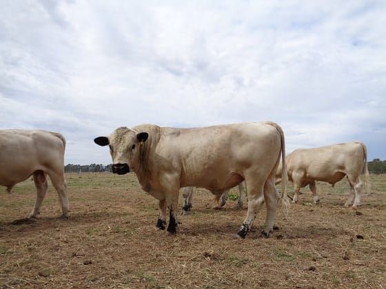 Structural soundness essential in bulls post image