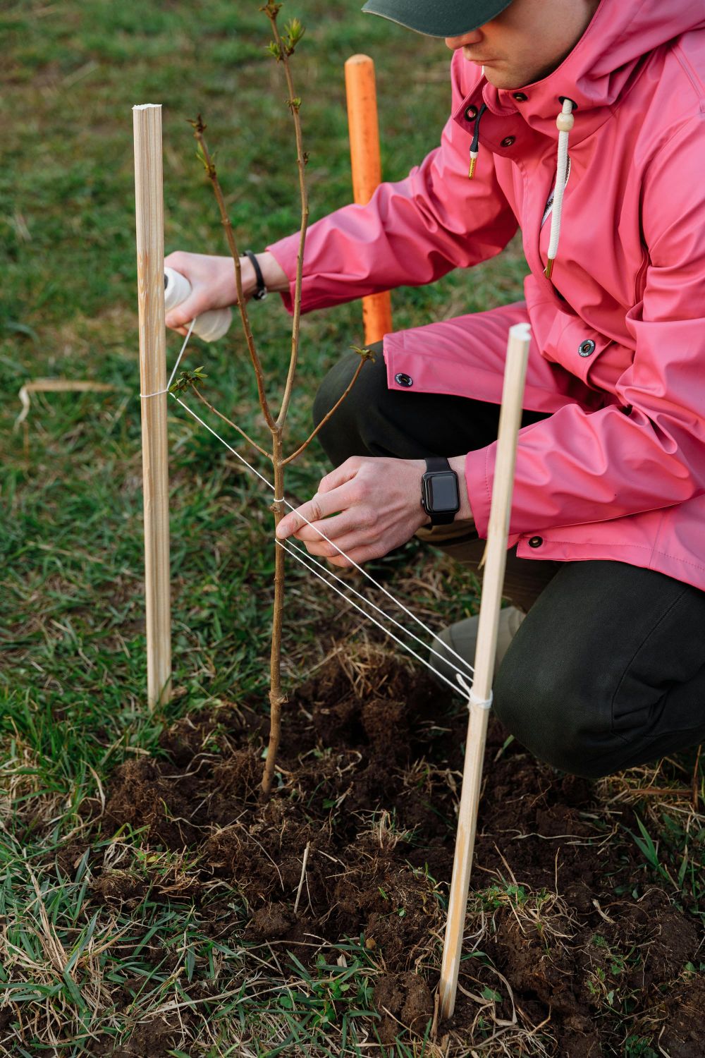 Plant trees at Robin Hood post image