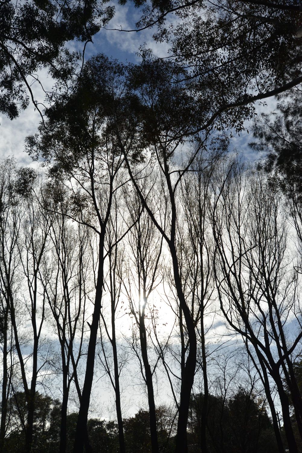 Claims forest taskforce lacks fire expert post image