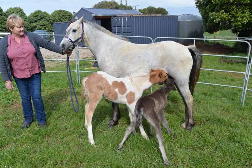 Shimmer comes to the rescue for a colt foal post image