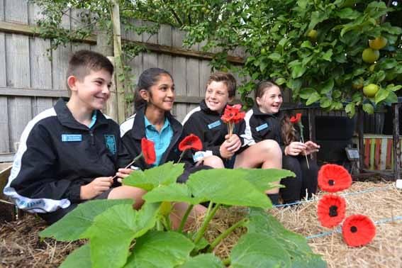 Field of poppies post image