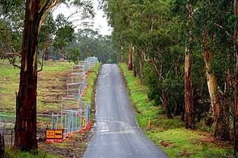 Gum tree removal causes stir in Drouin post image