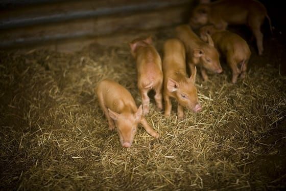 Things to remember when keeping pigs post image