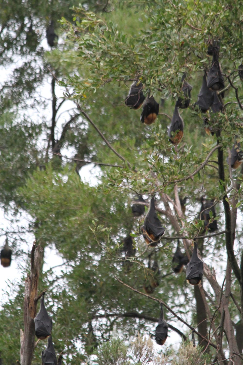 Bats important return visit to Warragul post image