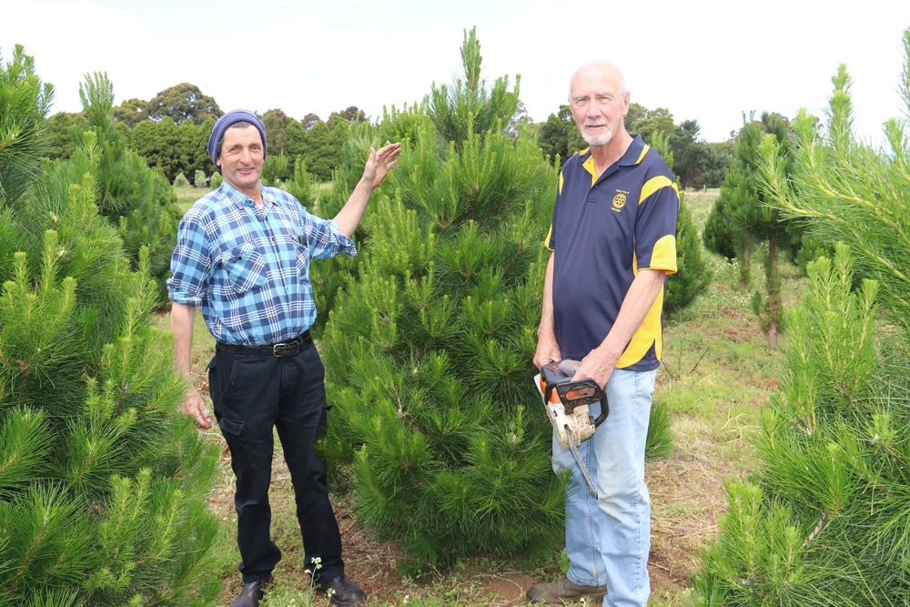 Rotarians growing Christmas cheer post image