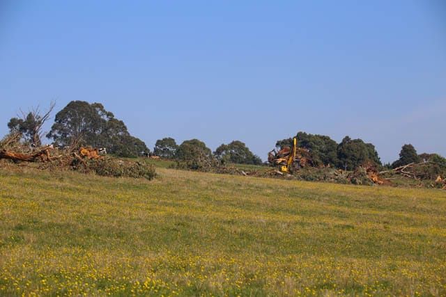 New Estate Trees from Selent Drive - 02.05.2023 post image