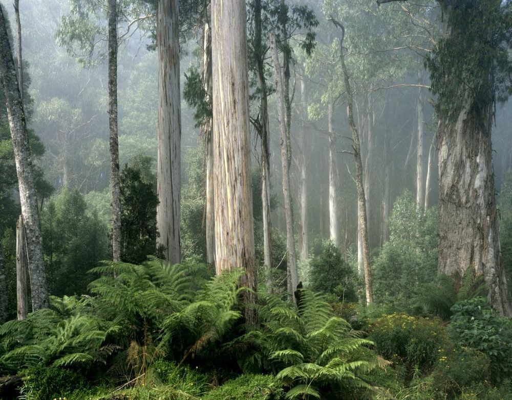 Creating a dialogue on forestry post image