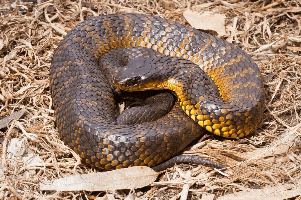 Keep an eye out as snakes start to move post image