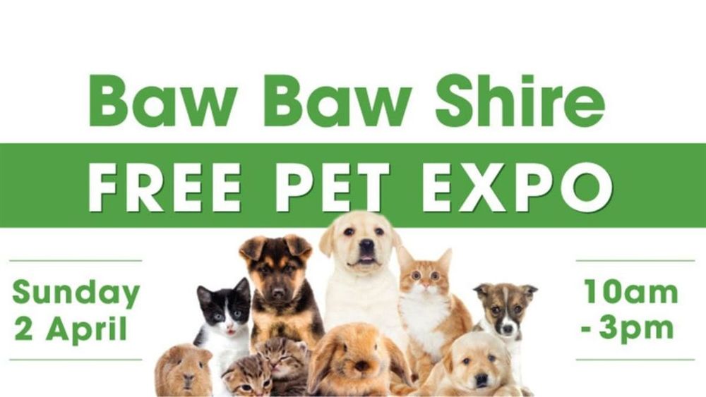 Fastest dog challenge at pet expo post image