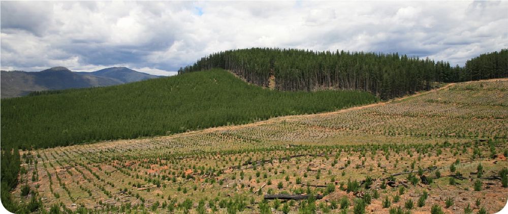 Deal to expand plantations post image