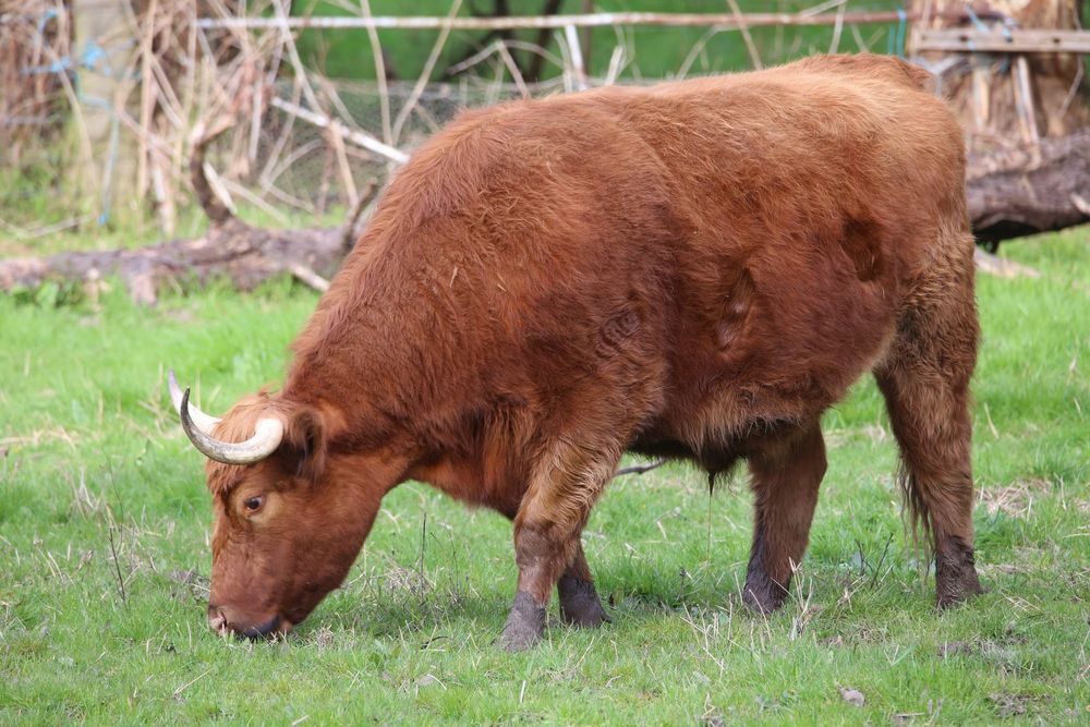 Two abattoirs adapt to new COVID-safe restrictions post image