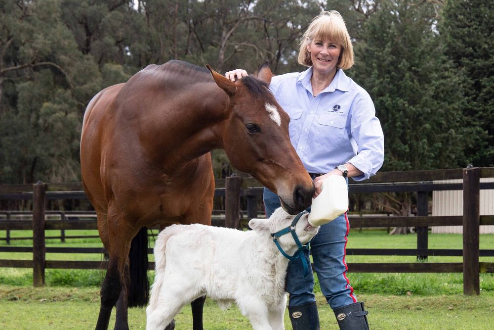 Orphaned calf finds comfort in new mare mother post image