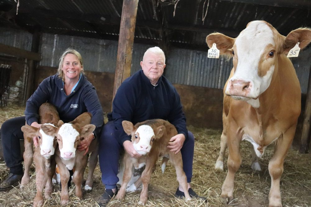 Triplet calves are one in a million post image