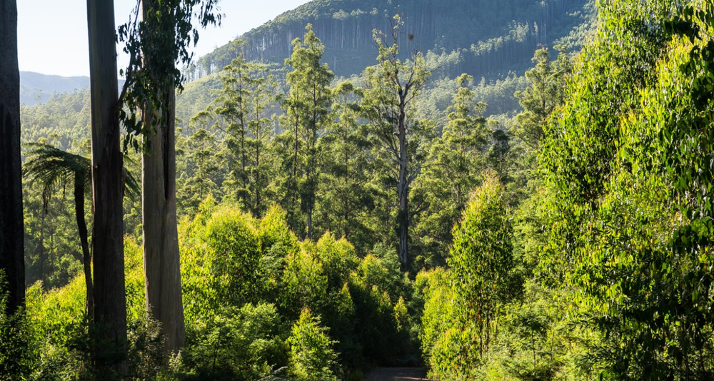 VicForests' near-perfect compliance post image