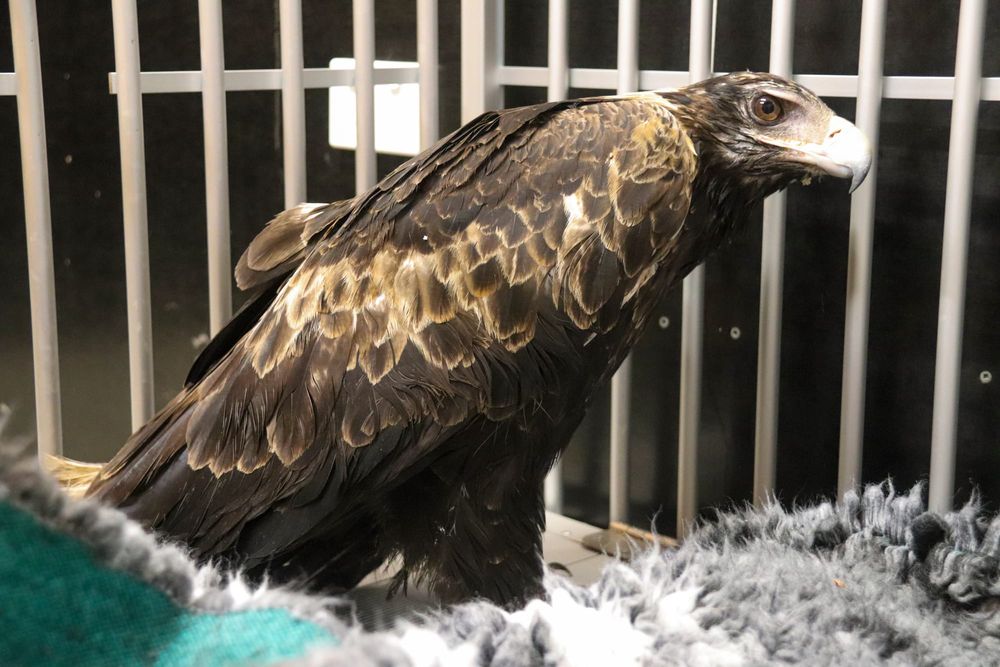 Rat bait a danger for pets and wildlife post image