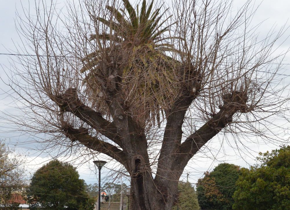 Queen St trees to go post image