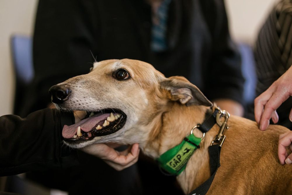 Up close and personal before greyhound adoption post image