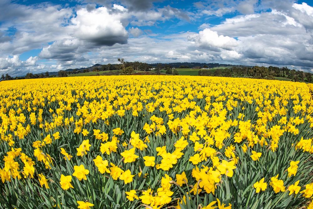 Coronavirus shuts down Daffodil Day harvest at local farm post image