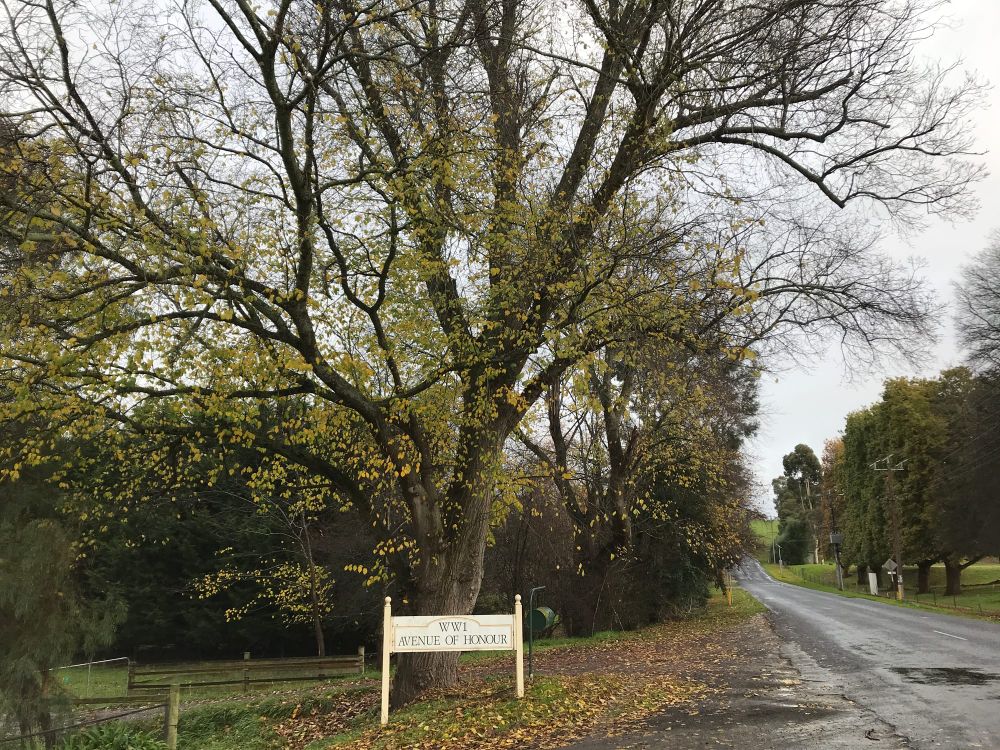 Buln Buln Avenue of Honour post image