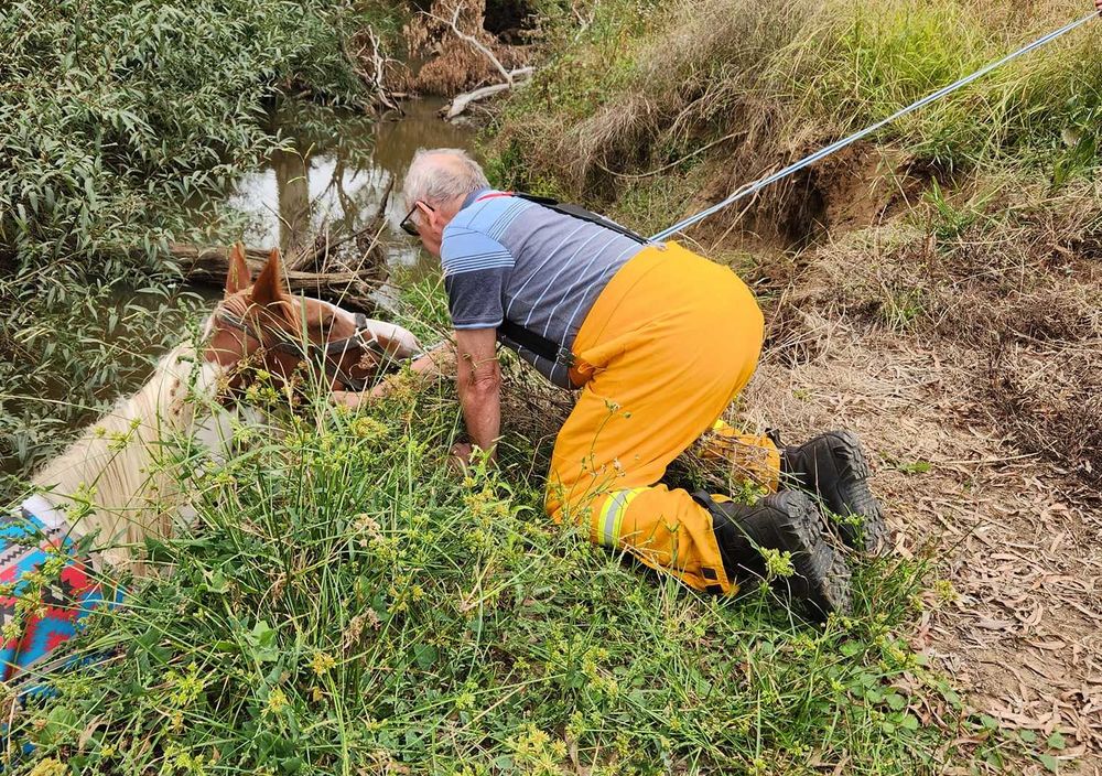 Carrots used for rescue post image