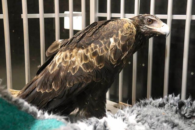 Eagle - 23.01.2024 post image