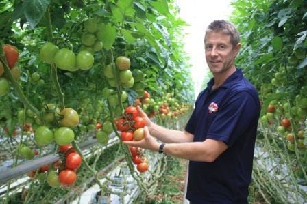 Tomato jobs growth post image