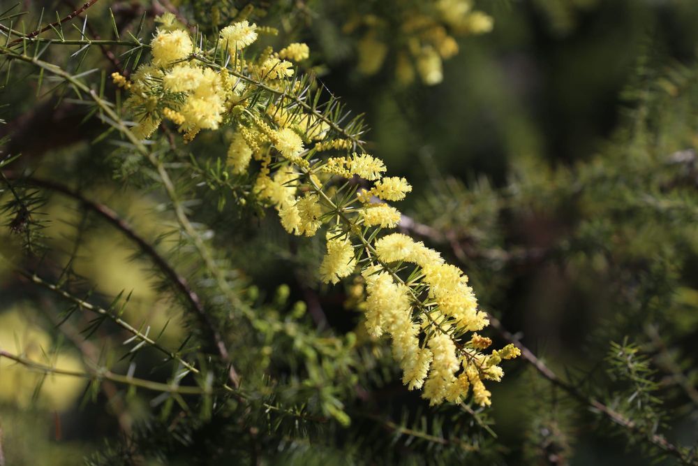 Join a biodiversity challenge post image